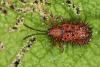 Dicladispa testacea